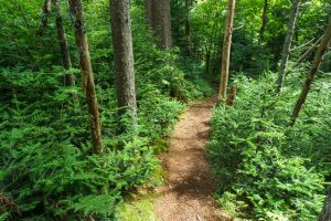 Fraser Fir Nursery