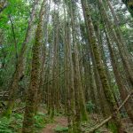 Stand of Fraser Fir