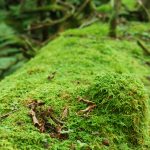 Mossy Knob on a Log