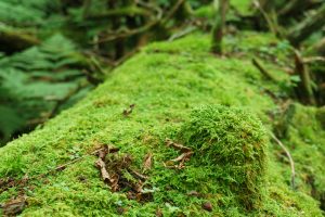 Mossy Knob on a Log