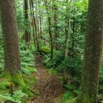 Medium-Sized Spruces on the Mountains to Sea Trail