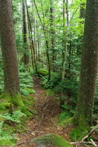 Medium-Sized Spruces on the Mountains to Sea Trail