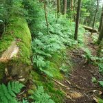 Mossy Log Beside the Mountains to Sea Trail