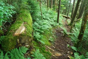 Mossy Log Beside the Mountains to Sea Trail