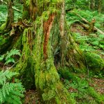 Mossy Stump in Spruce Forest