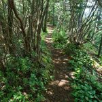 Rhododendron on a Narrow Ridge