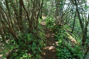 Rhododendron on a Narrow Ridge