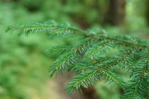 Red Spruce Twig