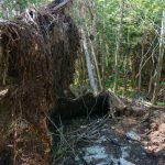 Upturned Red Spruce on the Ridge