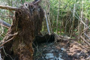 Upturned Red Spruce on the Ridge