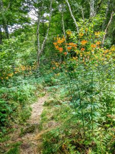 Turks Cap Lily on the Big Butt Trail