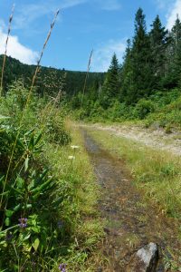 Commissary/Mountains to Sea Trail