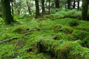 Mossy Forest on the Old Mitchell Trail