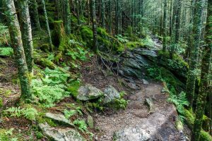 Old Mitchell Trail Under the Firs