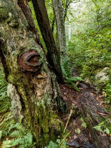 Heart on Tree