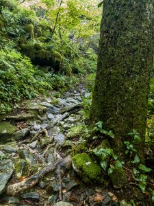 Rocky Section of Douglas Falls Trail