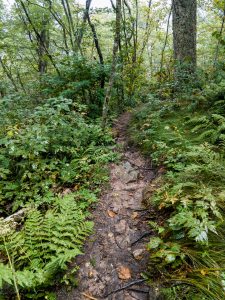 Upper Section of the Douglas Falls Trail