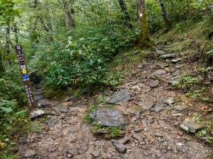 Junction of MST and Douglas Falls Trail