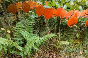 Early Fall Color in Hobblebush