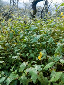 Beads of Water on Jewelweed