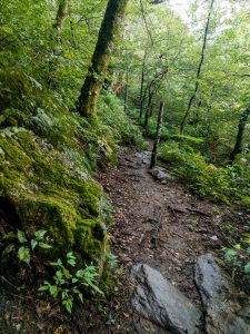 Mossy Boulder along the Mountains to Sea Trail