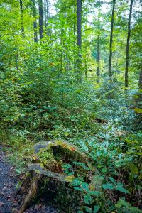 Stump on the Linville Falls Trail