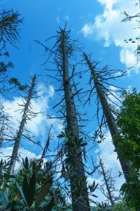 Dead Hemlocks at Linville Falls