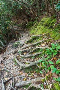 Roots on the Linville Falls Plunge Basin Trail