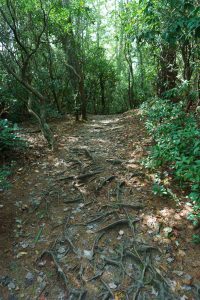 Linville Falls Trail