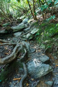 Rocky Section of Linville Falls Trail