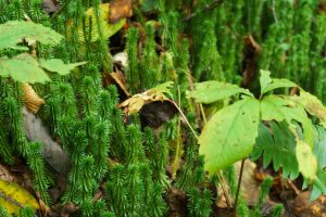 Clubmoss on Hickory Branch