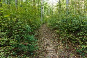 Former Hemlock Grove on Hickory Branch