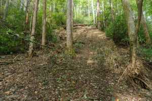 Landslide Scar on the Hickory Branch Trail