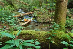 Mossy Log Beside Hickory Branch