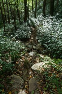 Rocky Slopes along Hickory Branch