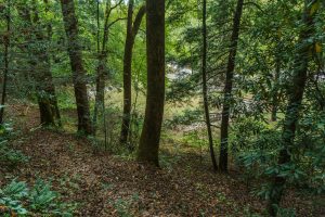 Curtis Creek Campground from Hickory Branch Trail