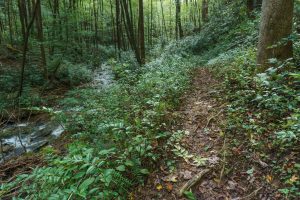 Stream and Doghobble on the Hickory Branch Trail