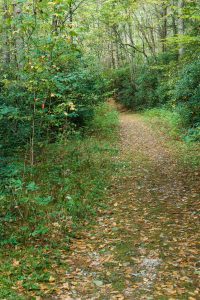 Beginning of the Devil's Elbow Trail