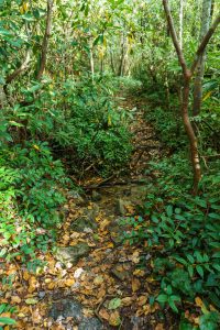 Twisty Section of Greenland Creek Trail