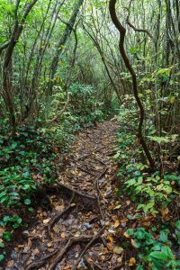 Laurel Tunnel on the Greenland Creek Trail