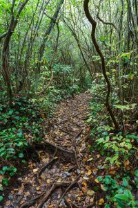 Laurel Tunnel on the Greenland Creek Trail