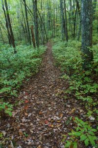 Greenland Creek Trail on the Ridge