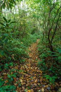 Straight Section of the Greenland Creek Trail