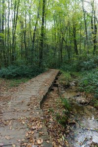 Boardwalk on the Little Green Trail