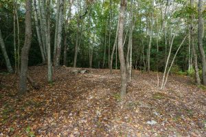 Campsite on the Little Green Trail