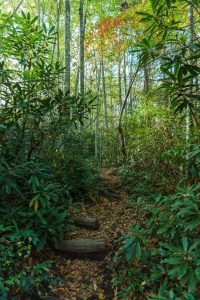 Climbing into Autumn on the Little Green Trail