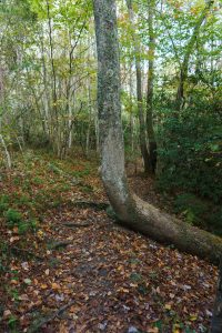 Horizontal Tree on the Little Green Trail