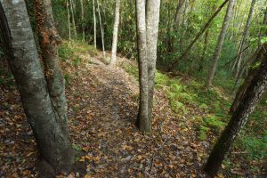 Open Forest on the Little Green Trail