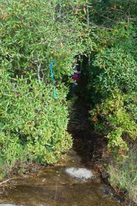 Little Green Trail Into the Woods