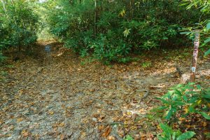 Little Green and Macs Gap Trail Junction